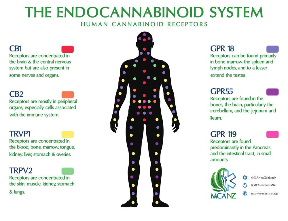 endocannabinoid system